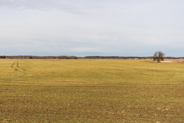 Fototapeta premium a wide field of grass with car tire tracks stretching into the distance into the forest.