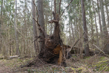 
a dead tree in a wooded environment that has many branches and is covered with moss.