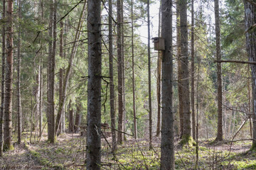  a forest with many trees and a birdcage can be seen in the middle of it. © Jorens