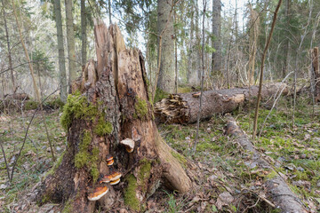 
a dead tree in a wooded environment with mushrooms on its trunk and another fallen tree next to it.