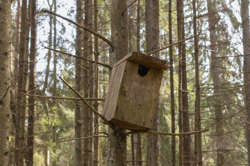 
a birdcage in the forest that is attached to a tree trunk.