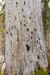
you can see an old tree with many hollows and cracks in its trunk.