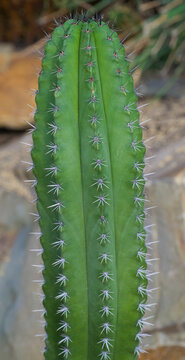 Beautiful close-up of polaskia chichipe