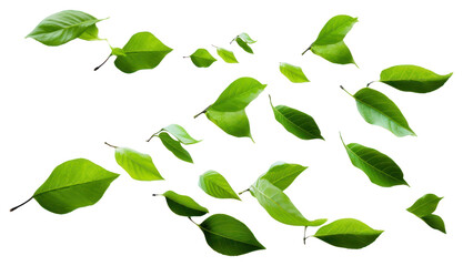 PNG Floating green leaves on white