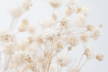Gypsophila elegant beige small flowers with natural blur background macro