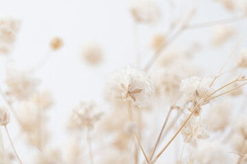 Gypsophila elegant romantic beige small flowers with natural blur background macro