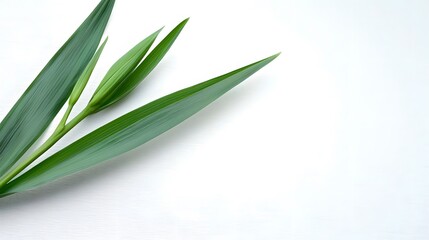 Elegant Green Leaves on Soft White Background for Nature Themes