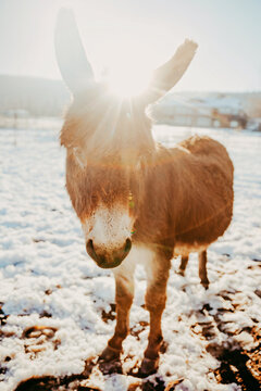 Backlit close-up of a miniature brown donkey standing in a snowy field in winter, Canada