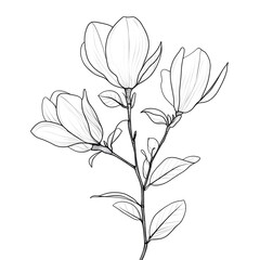 Obraz premium Minimalist Illustration of Magnolia Branch with Smooth Leaves