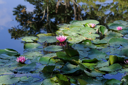 Iconic pond and water lily plants at the famed Giverny, France, home of the French impressionist painter Claude Monet.
