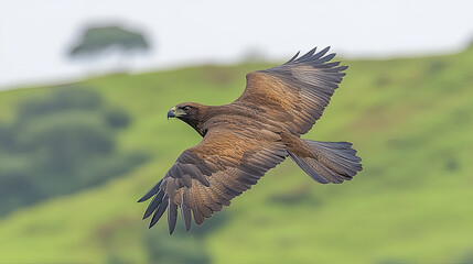 Obraz premium Majestic Bird of Prey Soaring Over Lush Green Landscape in Bright Daylight