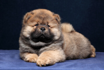 Obraz premium Cute fluffy chow chow puppy on blue background