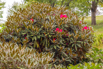 Arboretum Wojsławice Ogród Botaniczny Uniwersytetu Wrocławskiego – ogród botaniczny na terenie Niemczy w woj. dolnośląskim. W 1988 roku włączony w struktury Ogrodu Botanicznego .