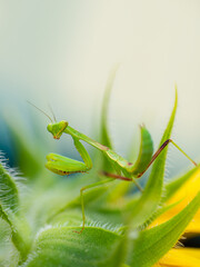 Close-up image a vibrant green praying mantis perched on a bright yellow flower petal (Mantis religiosa)