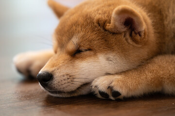 Sleepy shiba inu puppy resting peacefully on wooden floor at home during afternoon