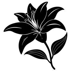 black and white lily