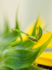 Close-up image a vibrant green praying mantis perched on a bright yellow flower petal (Mantis religiosa)
