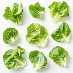 Fresh lettuce leaves arranged on white background, food photography for recipe or cookbook