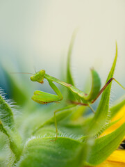 Close-up image a vibrant green praying mantis perched on a bright yellow flower petal (Mantis religiosa)