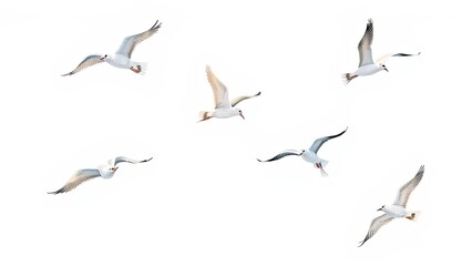 Obraz premium Six Seagulls Flying White Background Nature Image Wildlife Photography