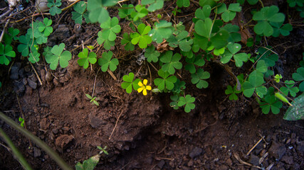 Leaves and shamrock flowers on the mound