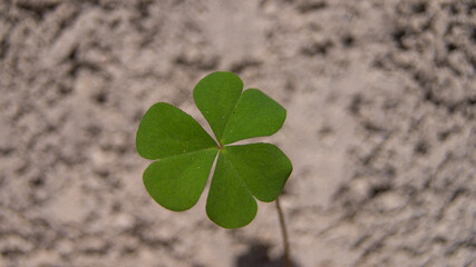 Closeup of shamrock leaves on a background of rough cement.