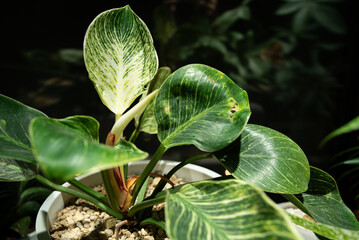 フィロデンドロン　バーキン（インテリアプランツのライトアップ） © snowdrop