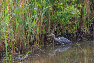 H&eacute;ron cendr&eacute; &agrave; l'affut 