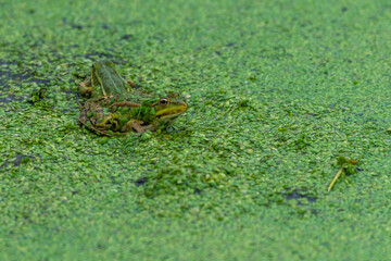 Grenouille verte et lentilles 