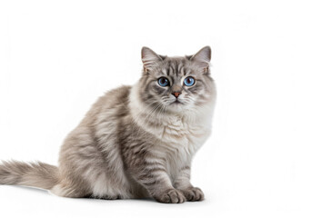 Cute Siberian Cat Sitting Down with Blue Eyes on Black Background