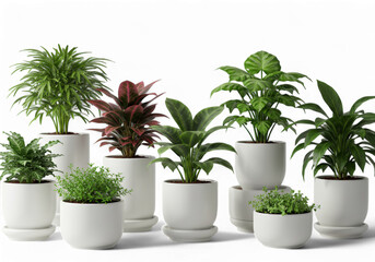 Collection of Various Potted Plants in White Ceramic Pots on Black