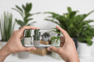 Man taking photo of plant to recognize it using identifier application on mobile phone indoors, closeup - obrazy, fototapety, plakaty