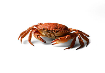 Close-up of a Brown Crab Seafood on a Black Background Still Life