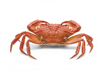Cooked Crab Ready to Eat on a Black Background Close-Up