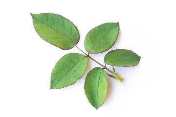 Rose leaves isolated on white background