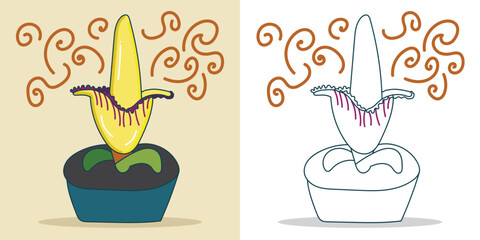 a simple Amorphophallus Titanium Illustration for a design element or coloring book element