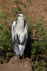 Afrikanischer Graureiher / Grey heron / Ardea cinerea