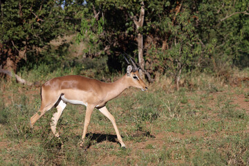 Schwarzfersenantilope / Impala / Aepyceros melampus
