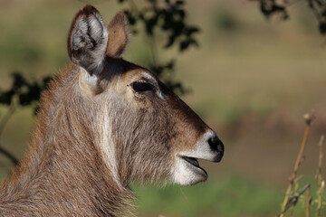 Wasserbock / Waterbuck / Kobus ellipsiprymnus