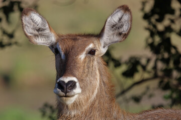 Wasserbock / Waterbuck / Kobus ellipsiprymnus
