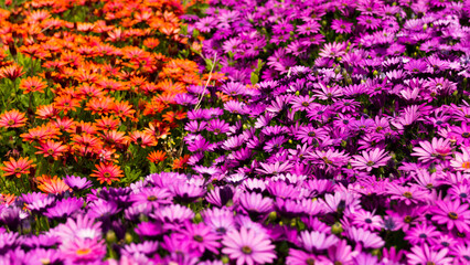 details from flowers able to be seen on the island of Guernsey