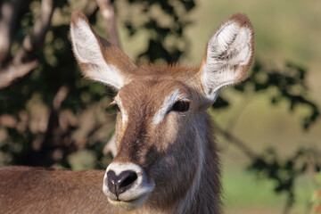 Wasserbock / Waterbuck / Kobus ellipsiprymnus