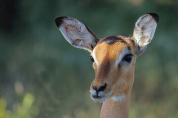 Schwarzfersenantilope / Impala / Aepyceros melampus