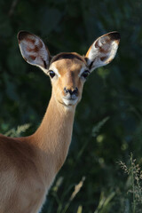 Schwarzfersenantilope / Impala / Aepyceros melampus