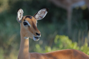 Schwarzfersenantilope / Impala / Aepyceros melampus