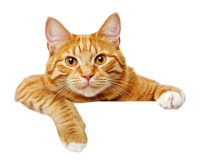 PNG Cat background orange feline.
