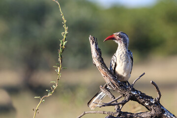 Rotschnabeltoko / Red-billed hornbill / Tockus erythrorhynchus