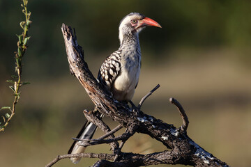 Rotschnabeltoko / Red-billed hornbill / Tockus erythrorhynchus