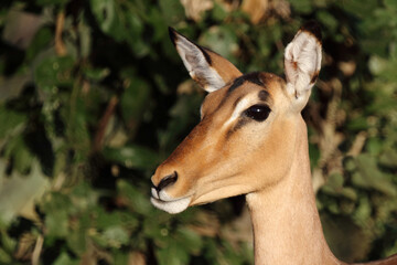 Schwarzfersenantilope / Impala / Aepyceros melampus