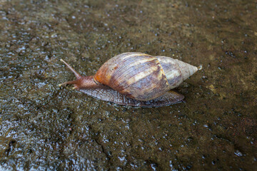 Snail or Escargot Crawling Alone on Wet Concrete Floor Surface After Rain.